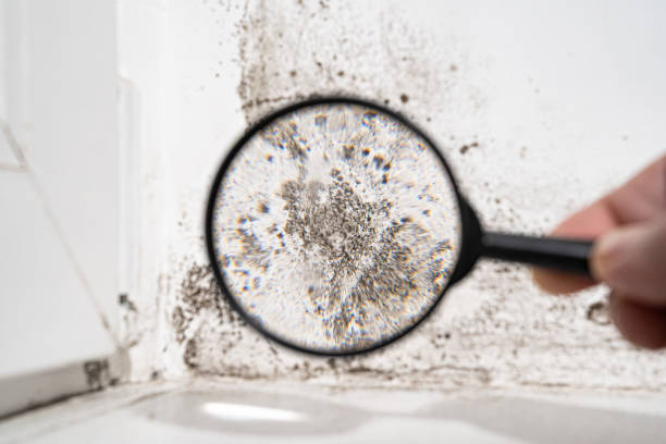 Mold Remediation for Rental Properties in Claremont, CA